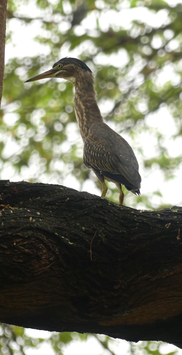 Striated Heron - ML617406473