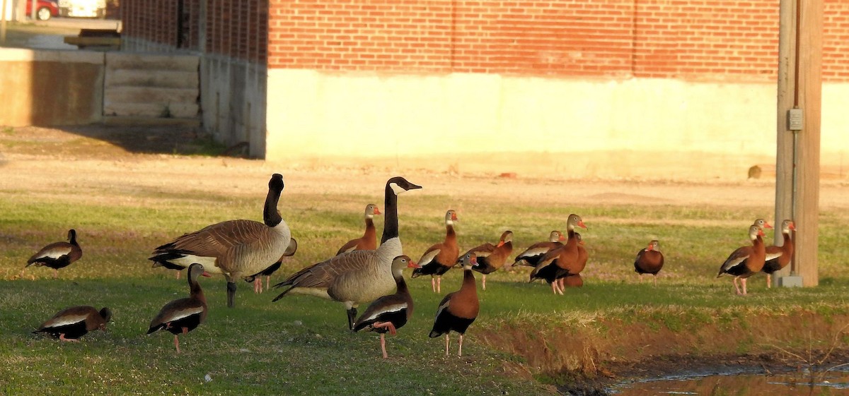 Black-bellied Whistling-Duck - Gary Hunter