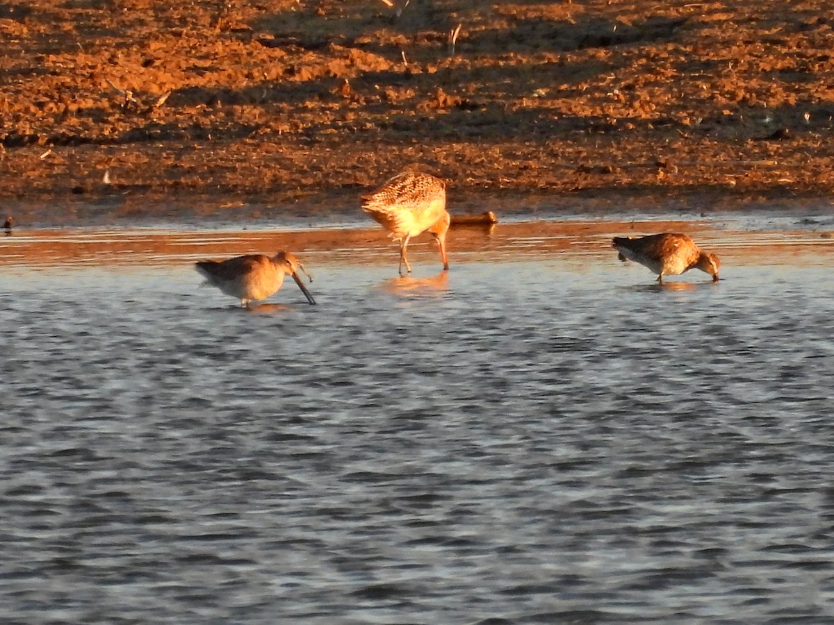 Long-billed Dowitcher - ML617406545