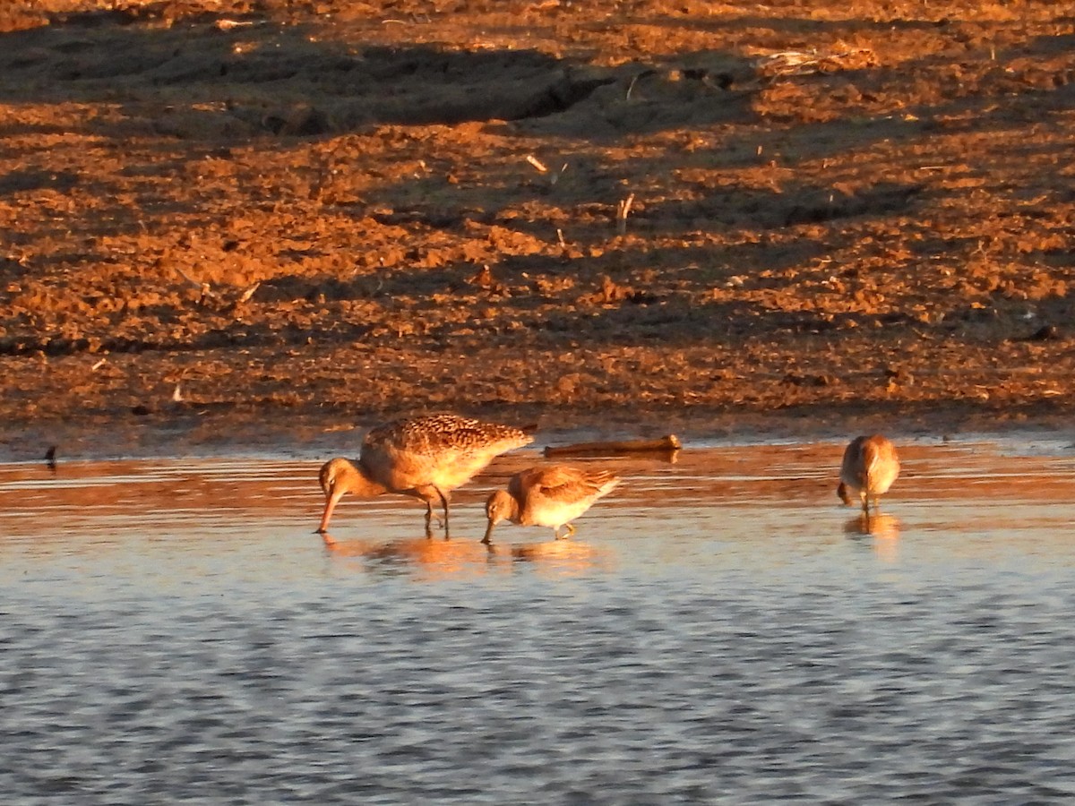 Long-billed Dowitcher - ML617406546