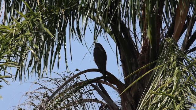 Brown Goshawk - ML617406569