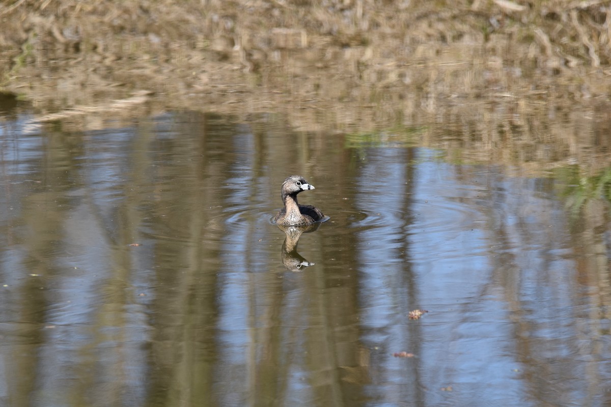 Pied-billed Grebe - David and Ann Snodgrass