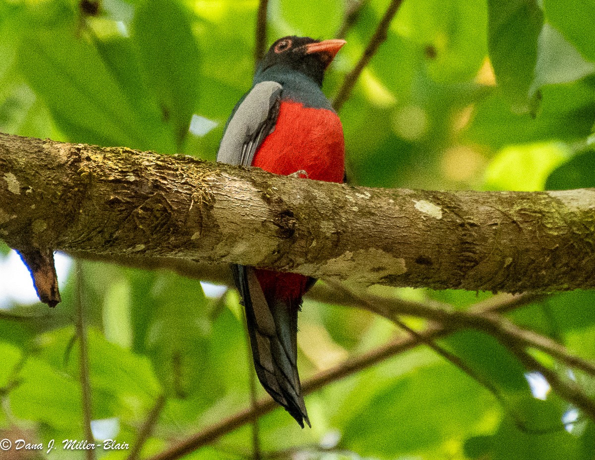 Slaty-tailed Trogon (Massena) - Dana Miller-Blair