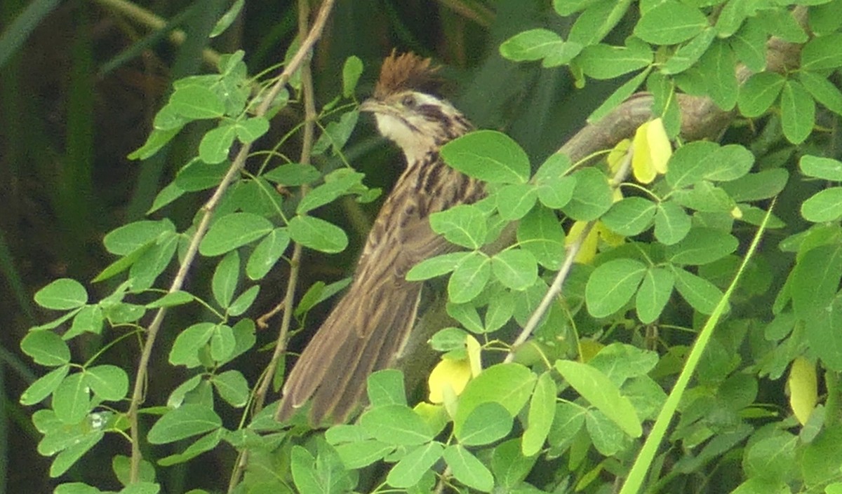 Striped Cuckoo - Lisa Brunetti