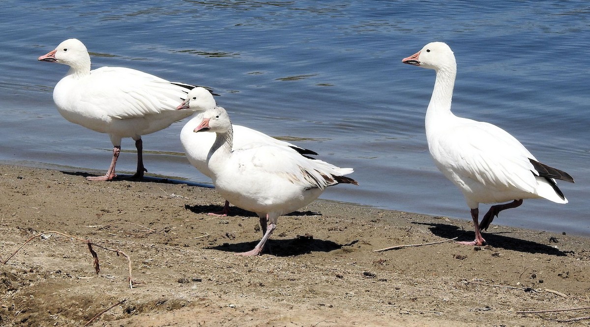 Ross's Goose - ML617406659