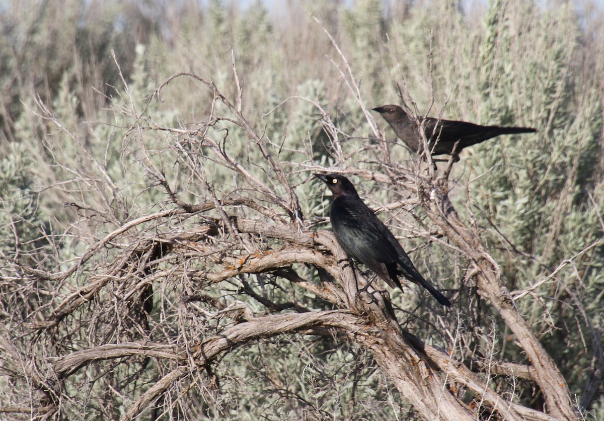 Brewer's Blackbird - Jared Peck