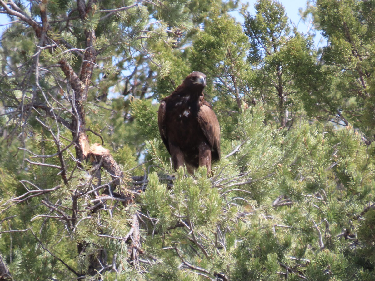 Golden Eagle - ML617406709