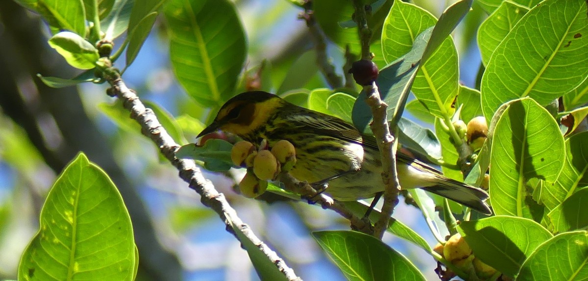 Cape May Warbler - L.E. Quinlan