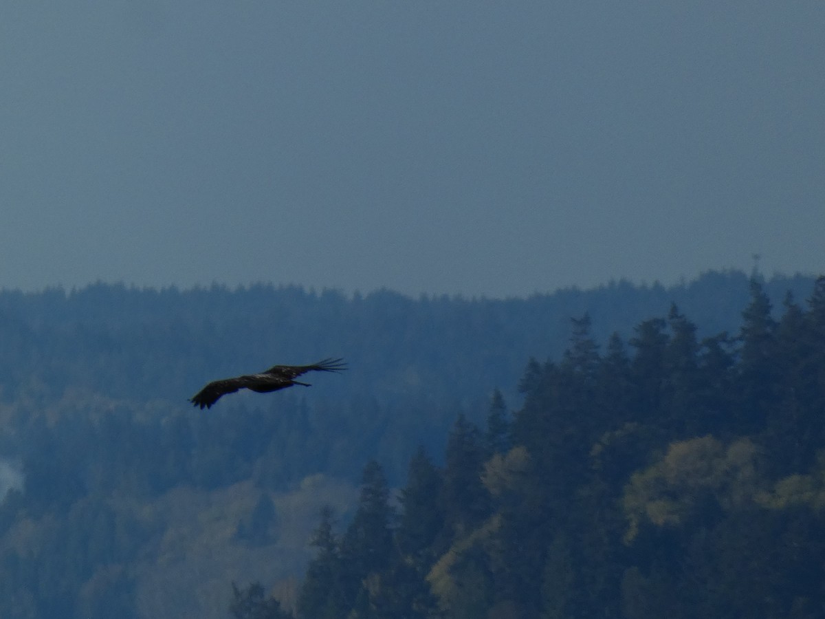 Bald Eagle - Stephanie Delaney