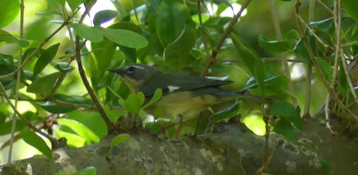 Black-throated Blue Warbler - L.E. Quinlan