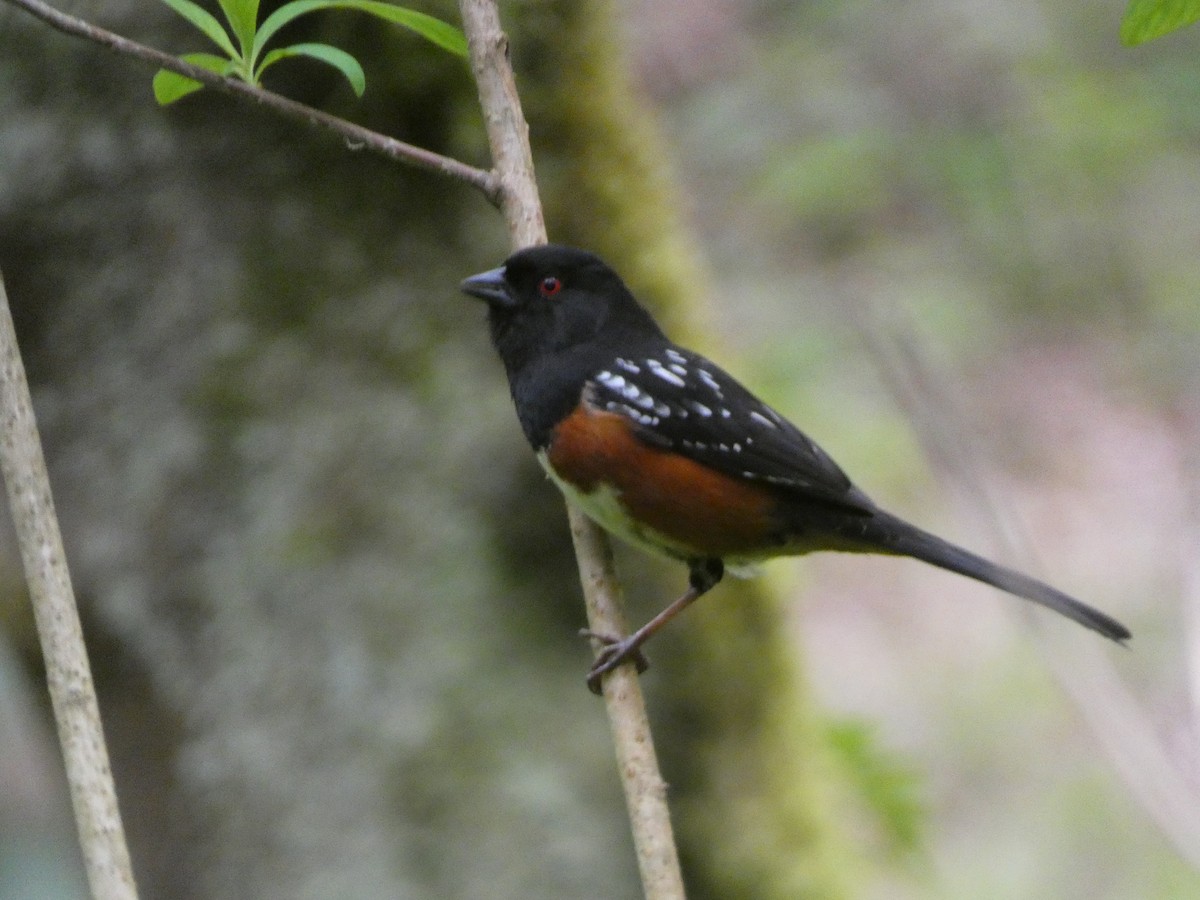 Spotted Towhee - ML617406773