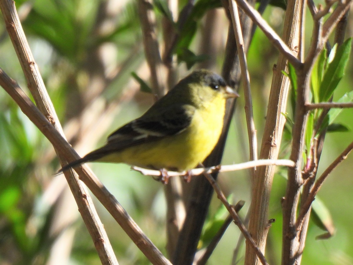 Lesser Goldfinch - ML617406779