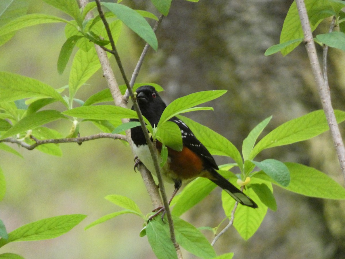 Spotted Towhee - ML617406780