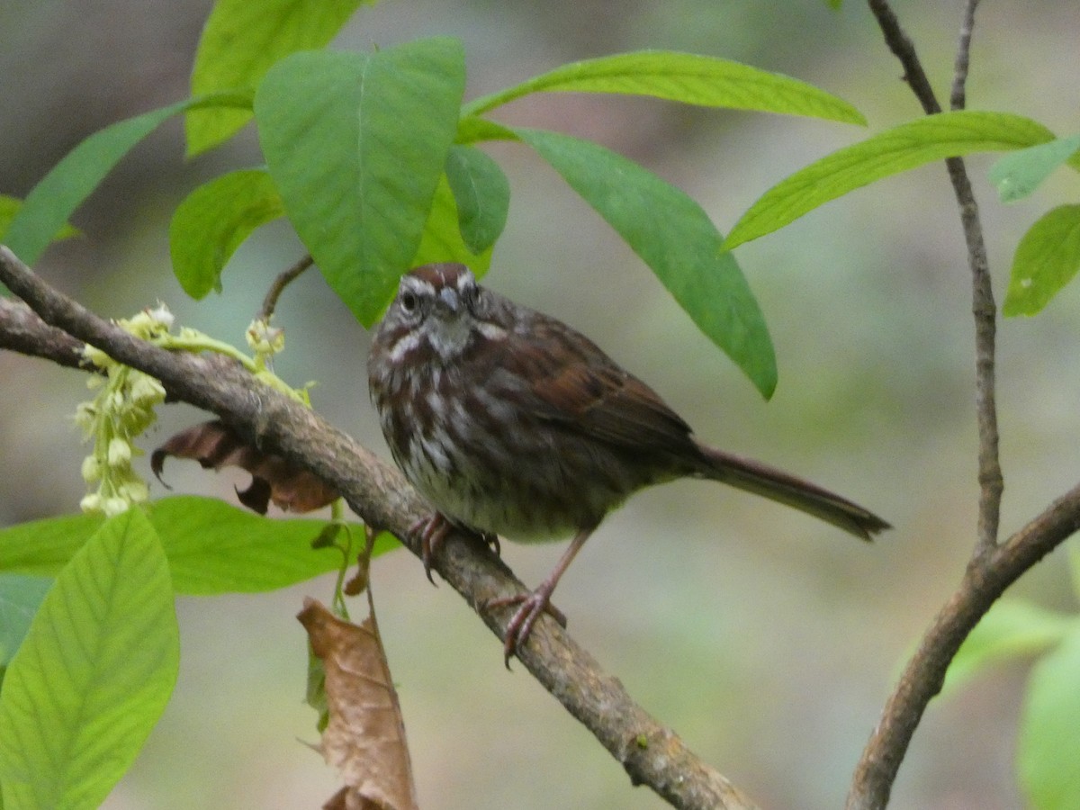 Song Sparrow - ML617406784