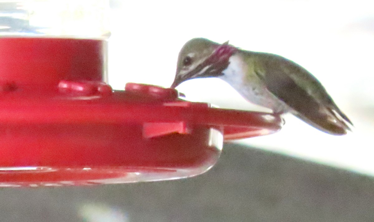 Calliope Hummingbird - ML617406788
