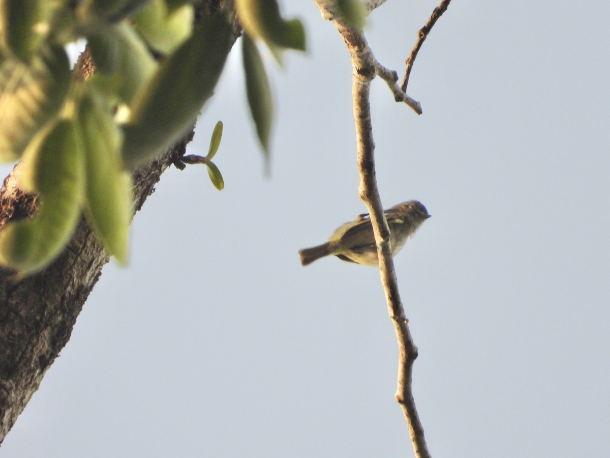 Tyranneau à ailes jaunes - ML617406792