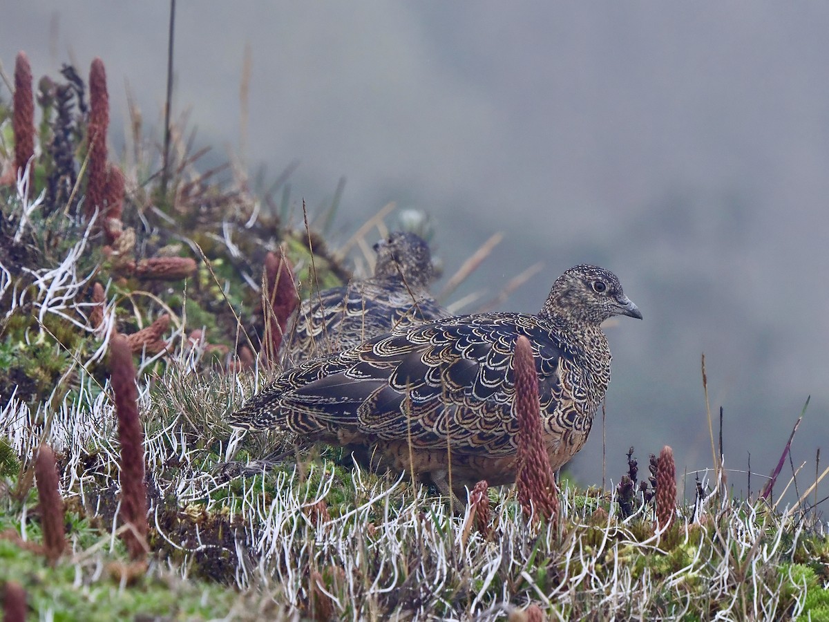 Rufous-bellied Seedsnipe - ML617406807