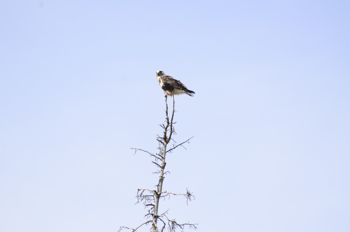 Rough-legged Hawk - ML617406809