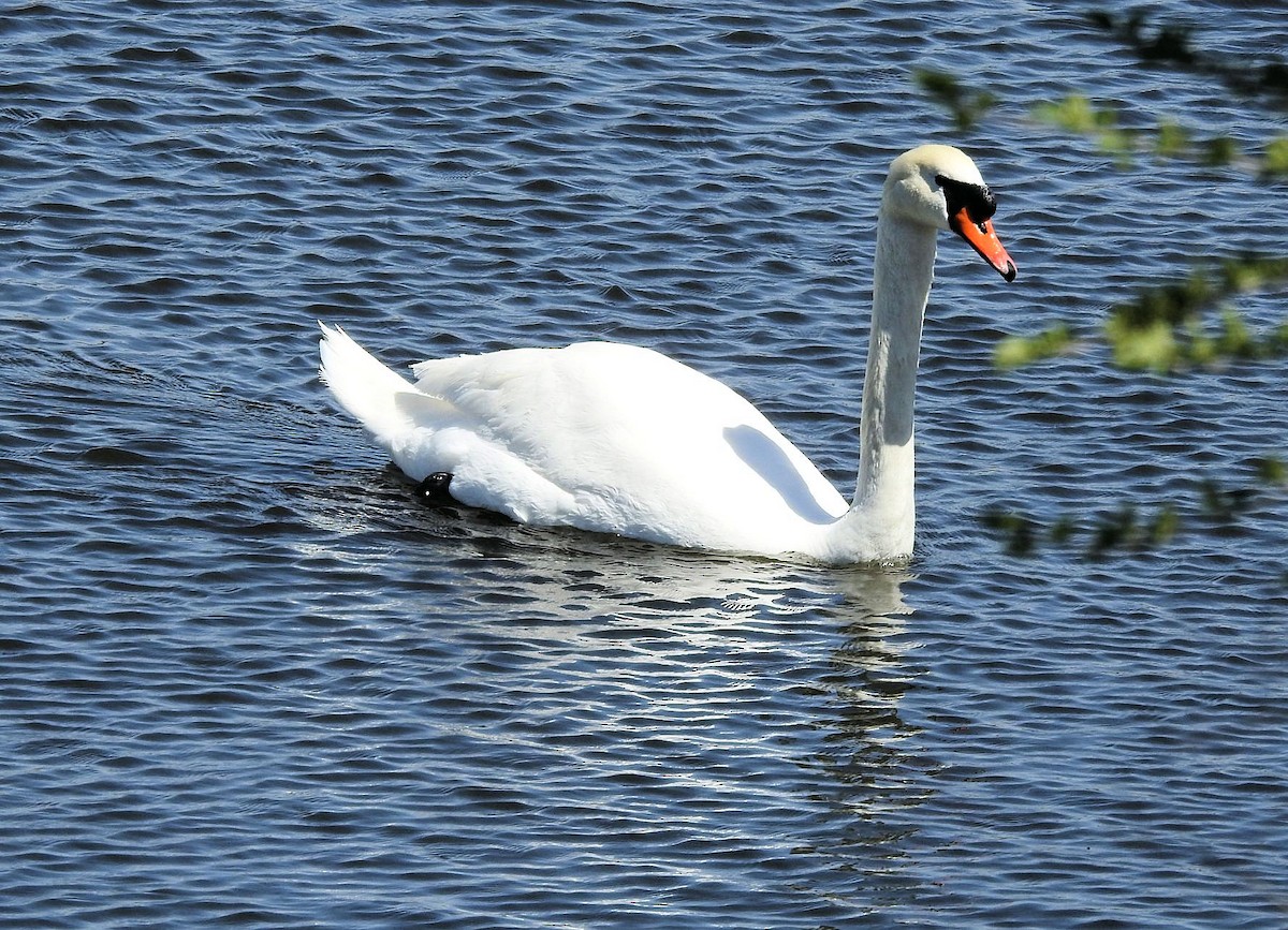 Mute Swan - ML617406816