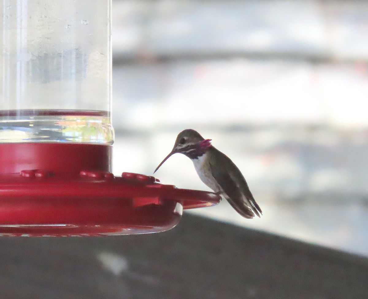 Calliope Hummingbird - ML617406821