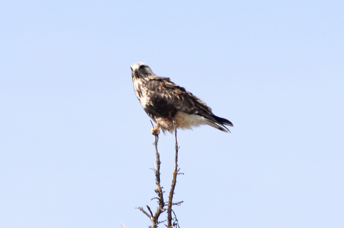 Rough-legged Hawk - ML617406856