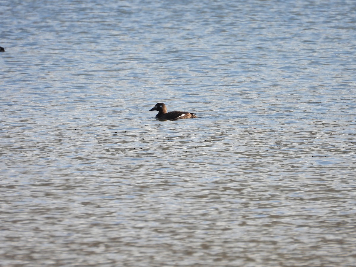 White-winged Scoter - April Lauman