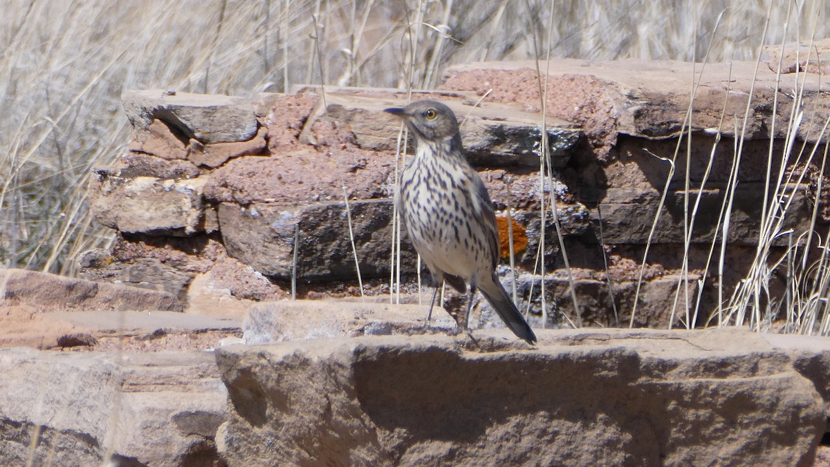 Sage Thrasher - ML617406888