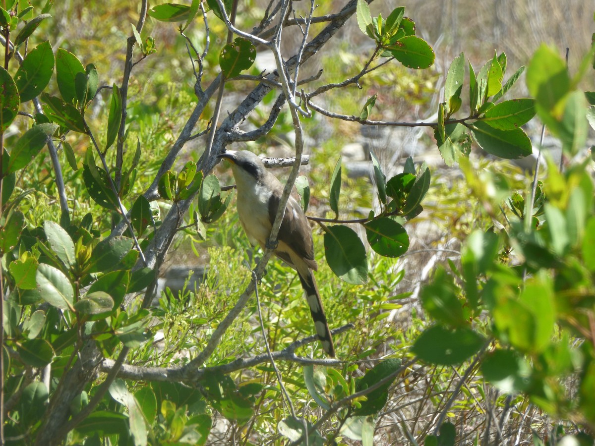 Mangrove Cuckoo - ML61740691
