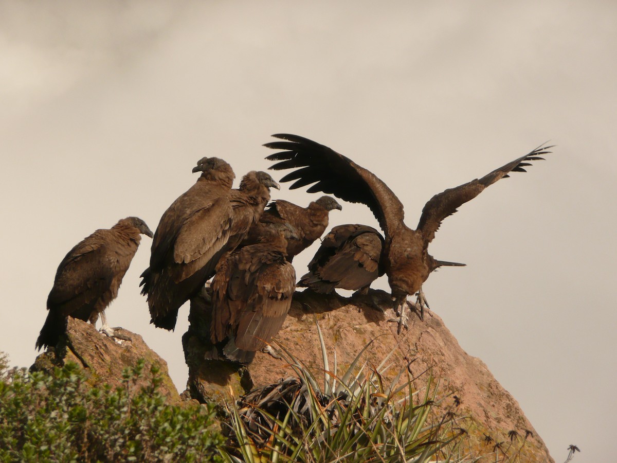 Andean Condor - Pierina A. Bermejo