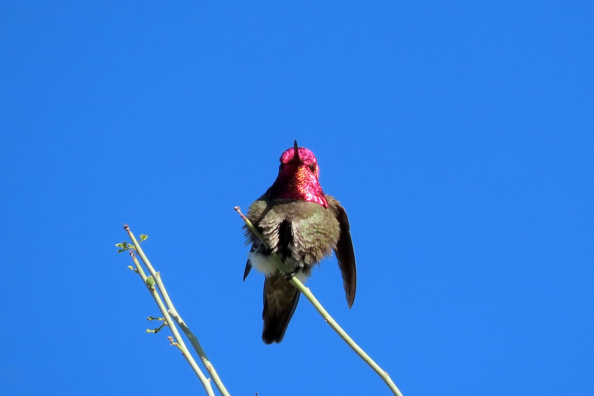 Colibrí de Anna - ML617406938