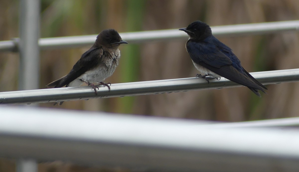 Gray-breasted Martin - ML617406951