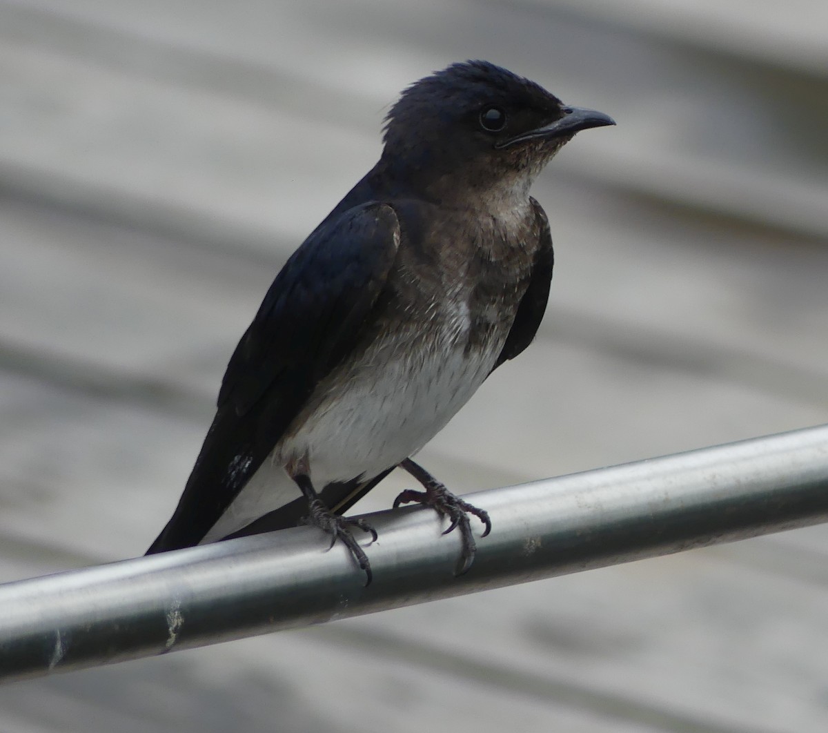 Golondrina Pechigrís - ML617406952