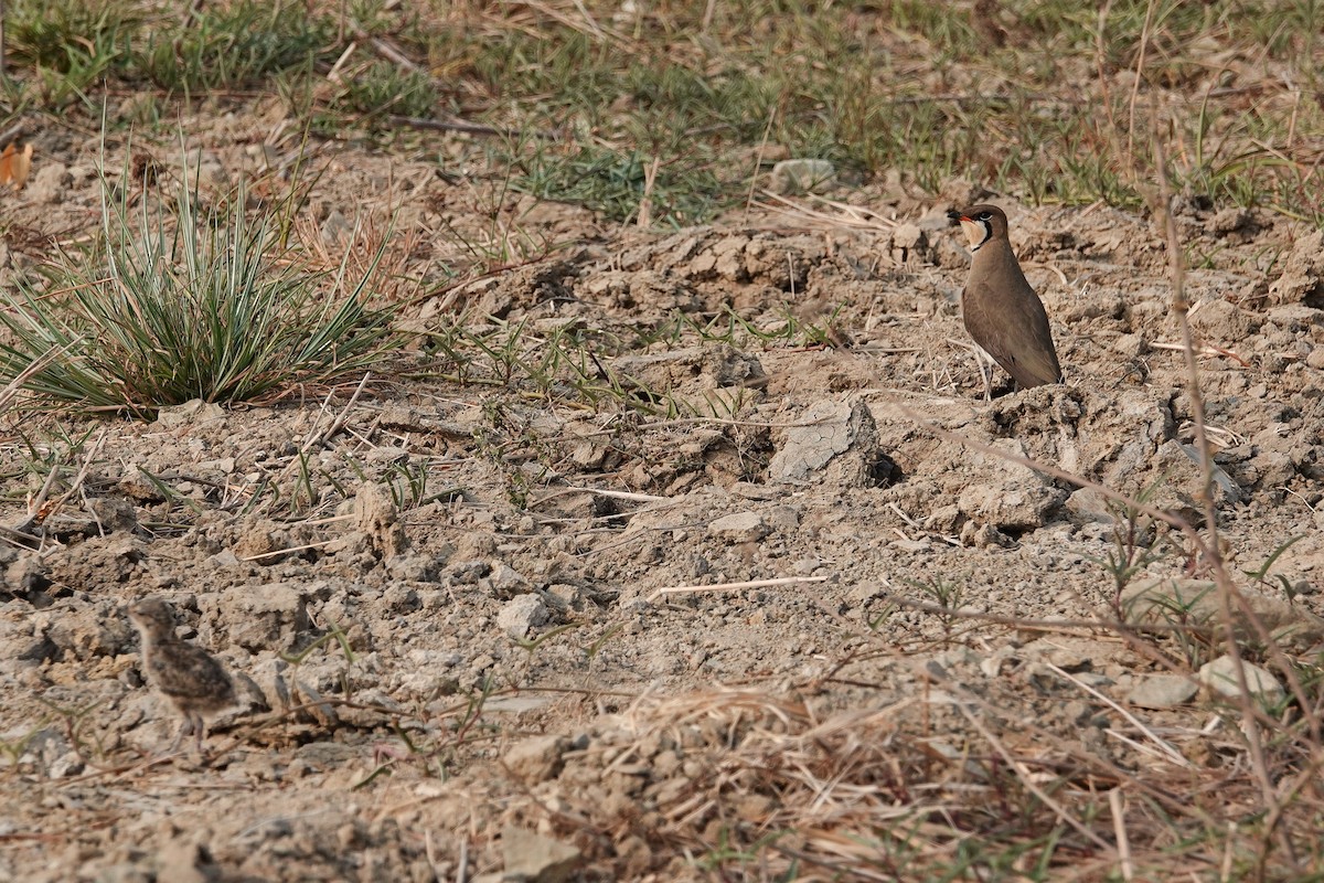 Oriental Pratincole - Colin Poole