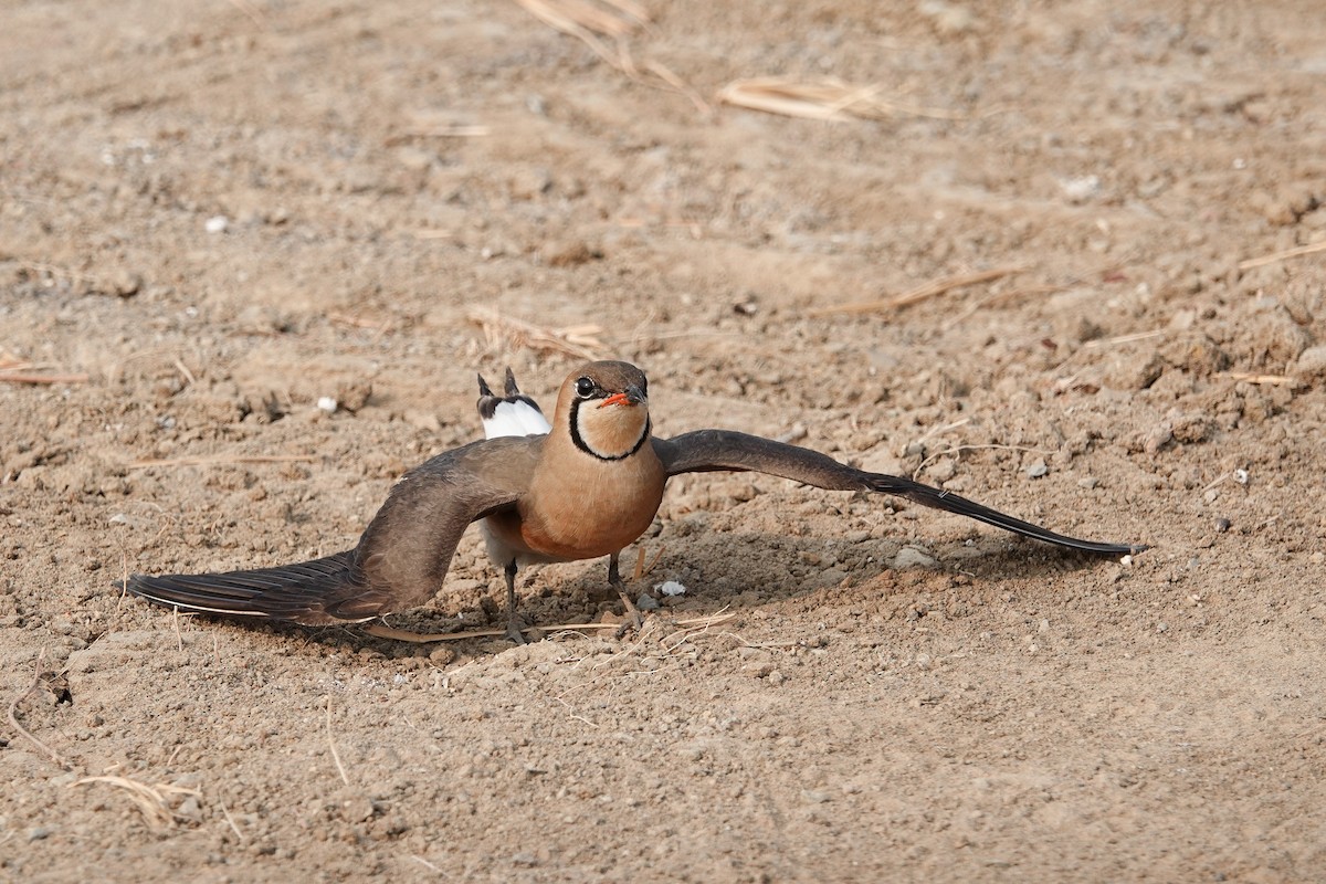 Oriental Pratincole - Colin Poole