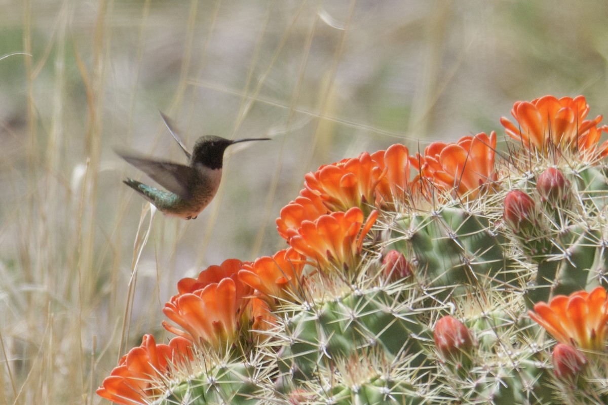 Black-chinned Hummingbird - ML617407023