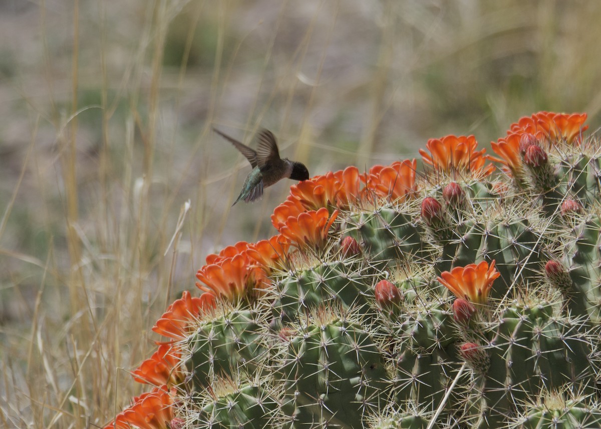 Black-chinned Hummingbird - ML617407024