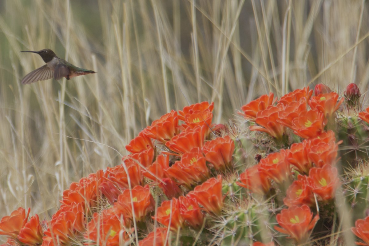 Black-chinned Hummingbird - Ruth Wittersgreen