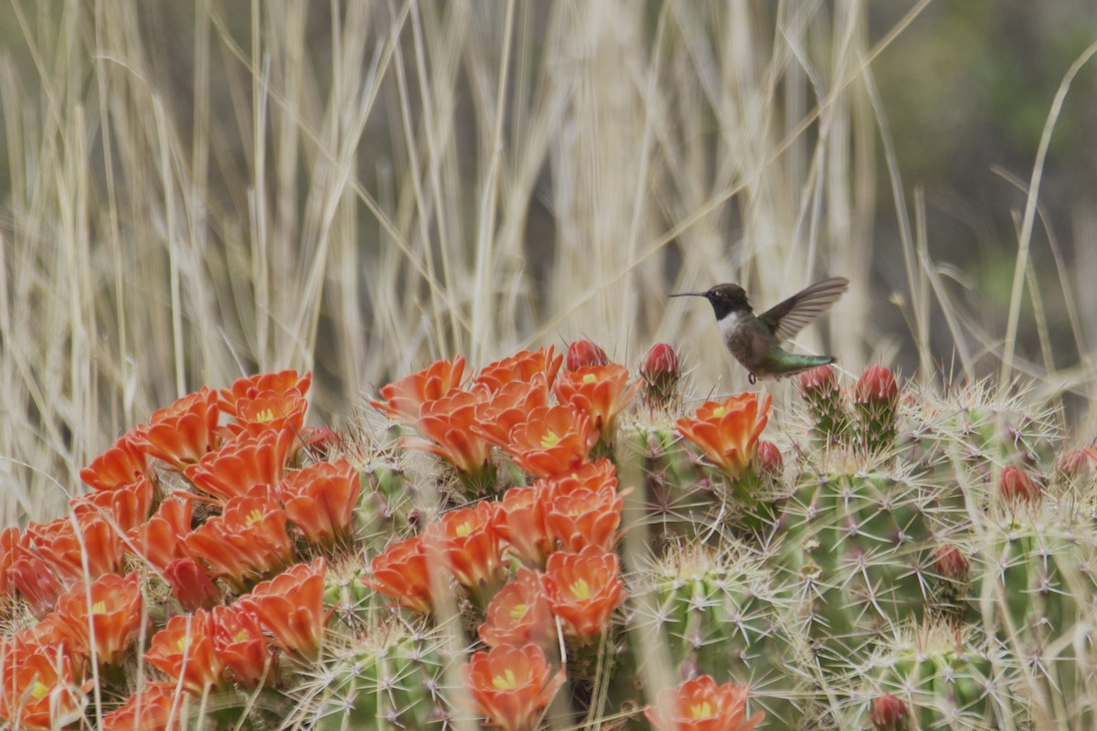Black-chinned Hummingbird - ML617407026