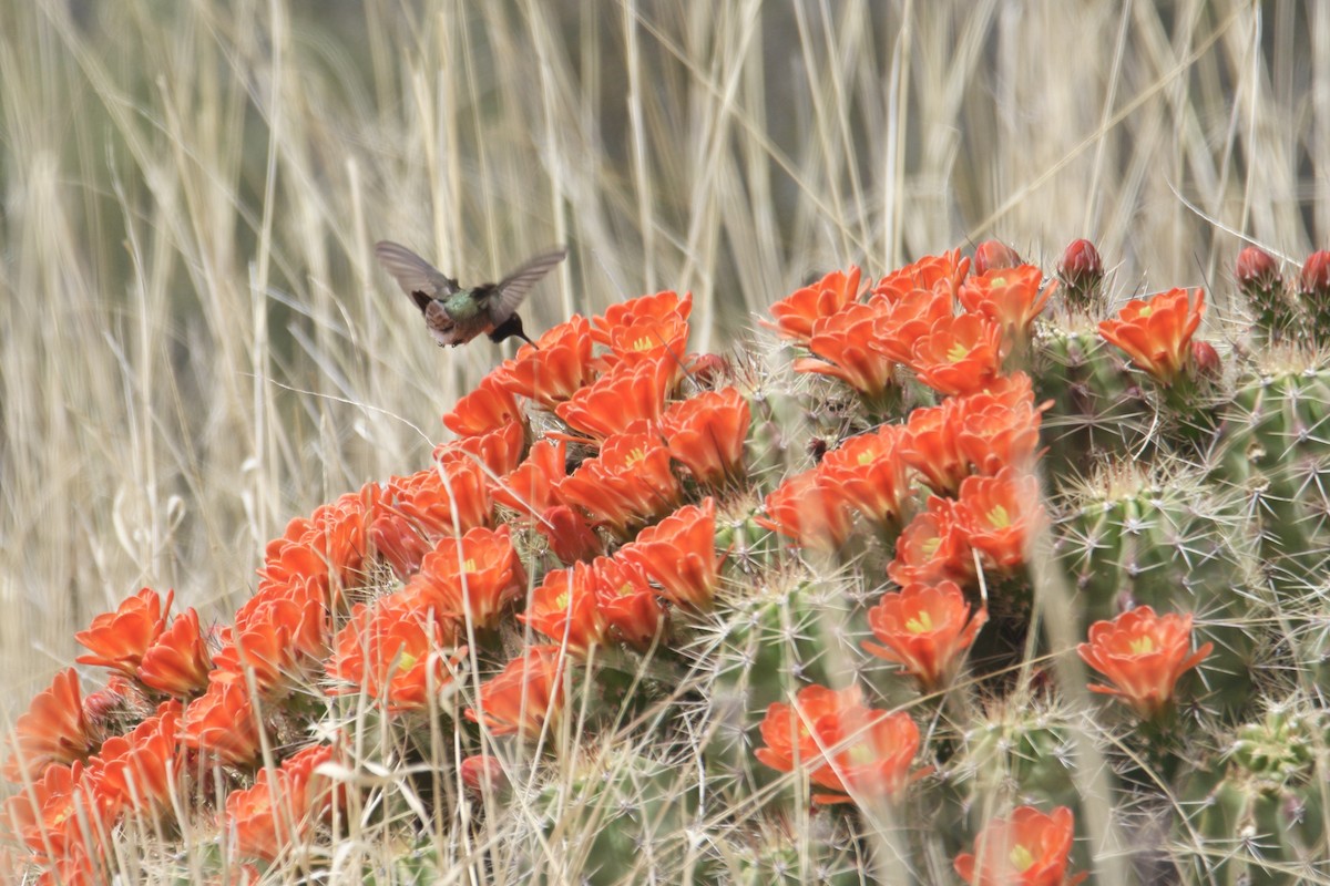 Black-chinned Hummingbird - ML617407027