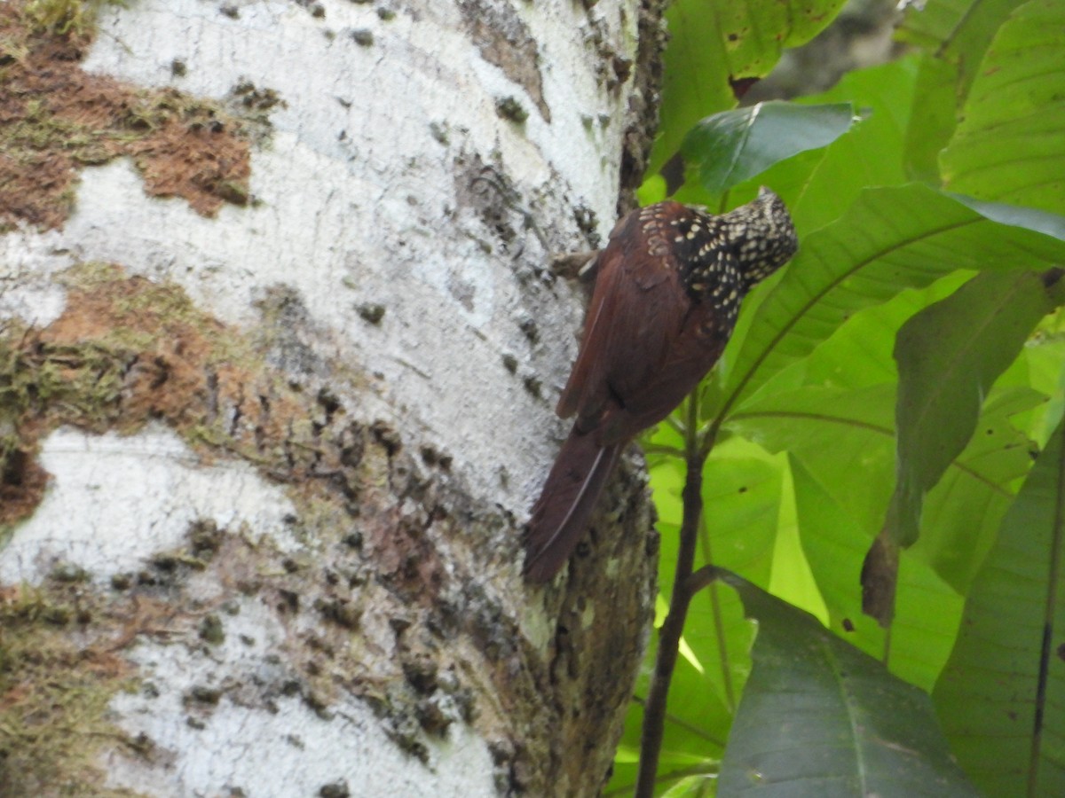 Black-striped Woodcreeper - Juan Carlos Melendez