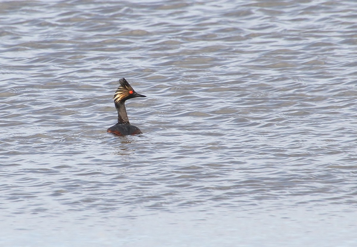 Eared Grebe - Jared Peck