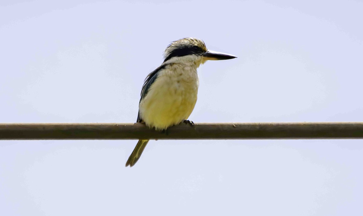 Red-backed Kingfisher - ML617407076