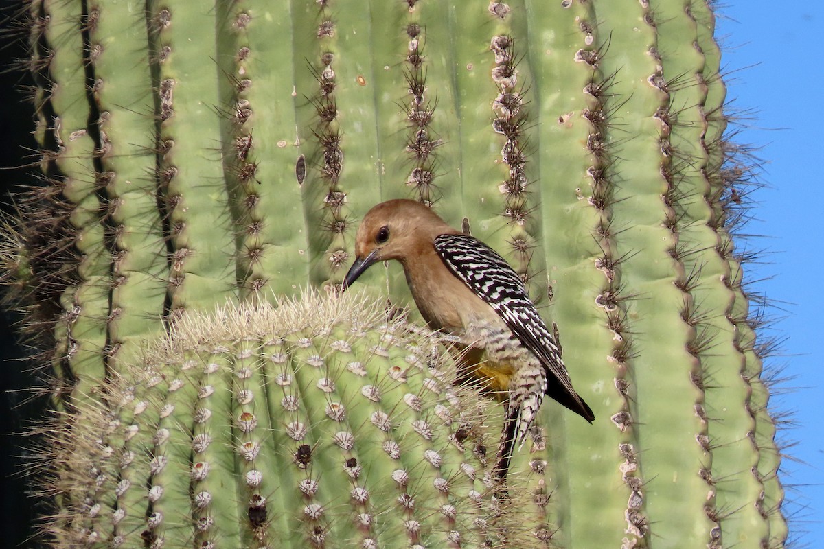 Carpintero de Gila - ML617407082