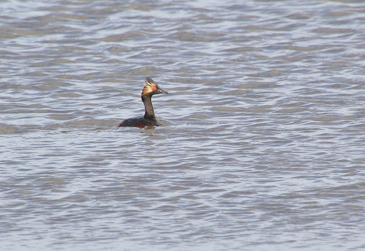 Eared Grebe - ML617407084