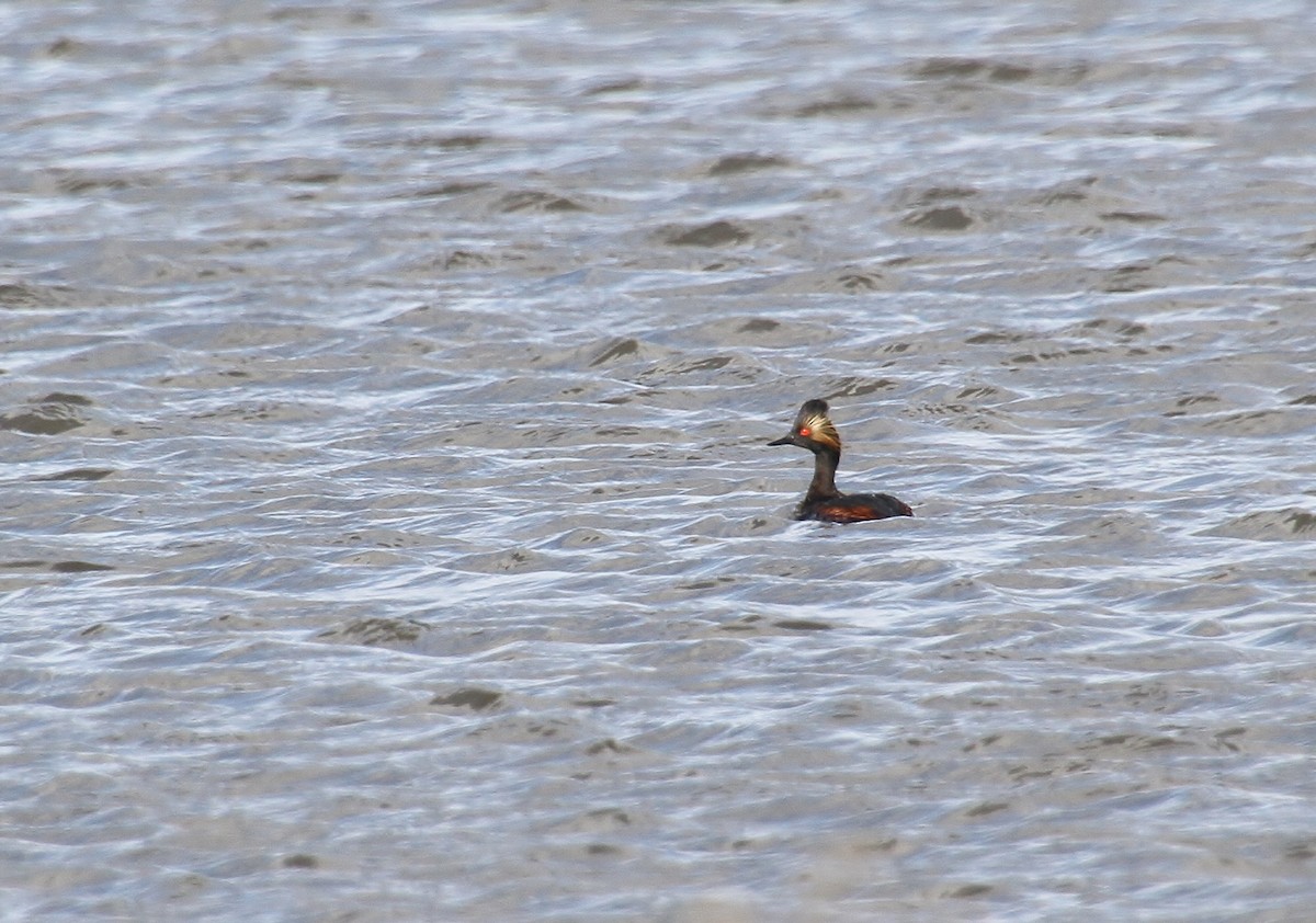 Eared Grebe - ML617407088