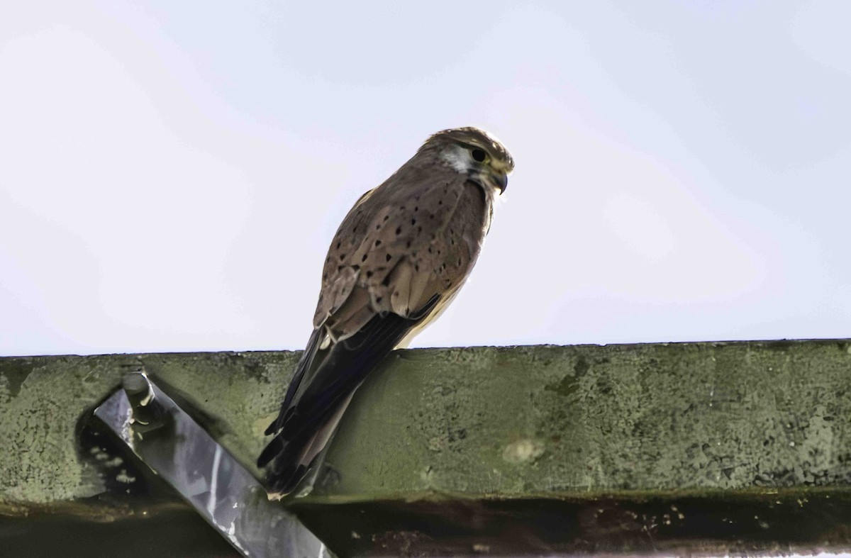 Nankeen Kestrel - ML617407090