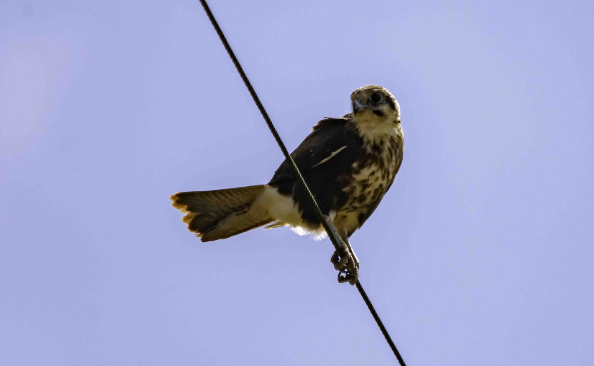 Brown Falcon - ML617407107