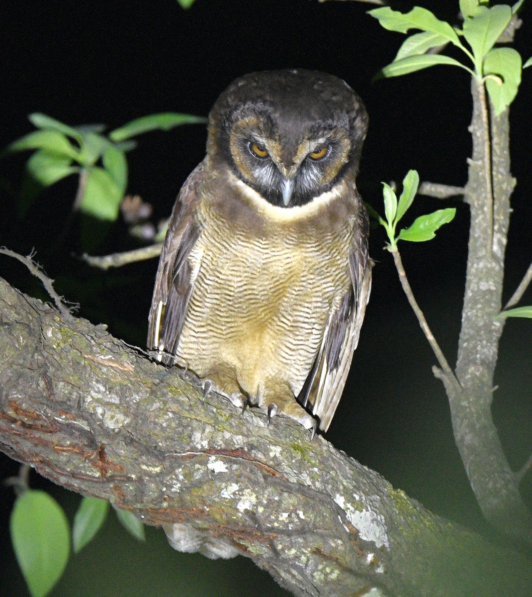 Brown Wood-Owl - ML617407185