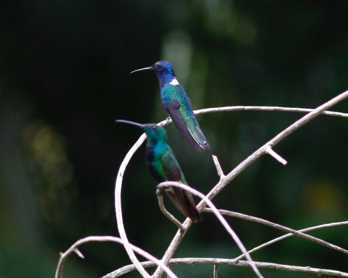 Green-throated Mango - ML61740721