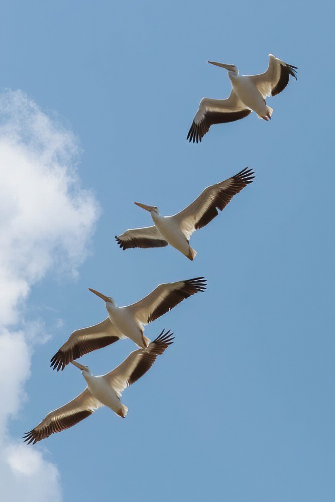 American White Pelican - Jose Abelardo Sanchez